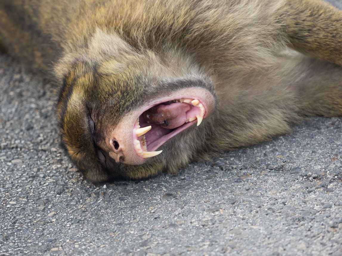 Affenzähne